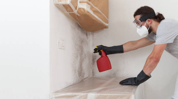 Basement Mold Remediation treatment on basement walls in Washington